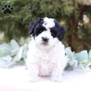 Josie, Bich-Poo Puppy